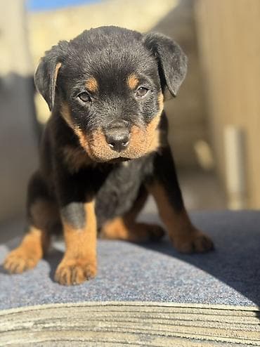 Rotveyler, 3 ay, Dişi