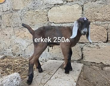 arpa bugda satisi: Salam, Nubian keçi balaları satılır. Рождены 07.01.2026. Отец ЧП — 4