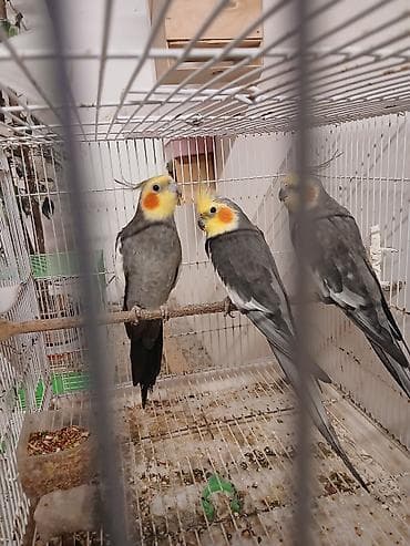 geref quşu: Məhsul: Nimfa tutuquşuları (cockatiel) Təsvir: - Rəng: Boz (grey) — 8