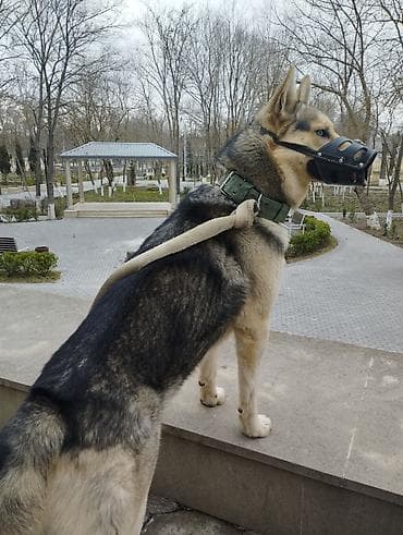 inək necə aya doğur: Alman çoban iti, 1 il, Erkək, Cütləşmə üçün, Ünvandan götürmə — 3