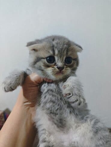 pişik sortları: Şotland yastı qulaq — 3