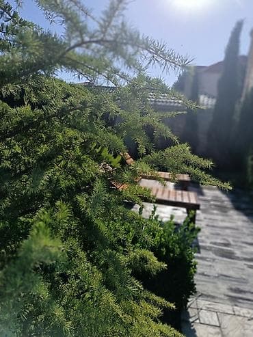 savalan kiraye ev: Bağ üçün açıq hovuz icarəsi/xidməti - Geniş ölçülü, düzbucaqlı açıq — 10