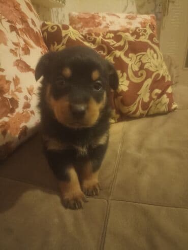 rottweiler itleri satisi: Rotveyler, Pulsuz çatdırılma — 9