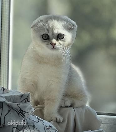 gence pisik: Şotland — 7