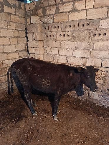 Dişi, il: 1, Damazlıq, Ünvandan götürmə