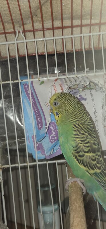 отдам в добрые руки: Tam sağlam dişi quşdur 2 ildən yuxarıdır ki mende dir bala vaxtından — 1
