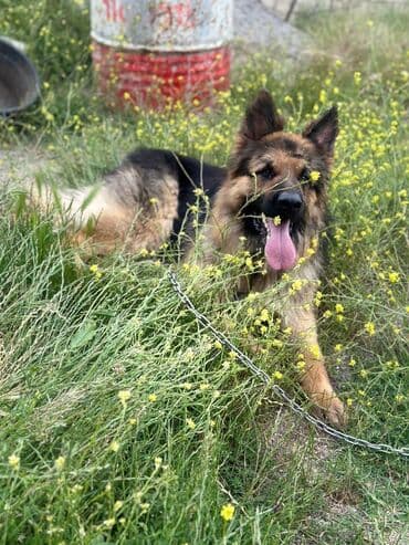 Quşlar: Alman çoban iti, 1 il — 5