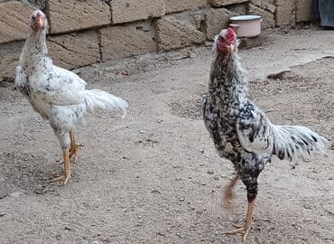 İtlər: Xoruz, il: 1, Ünvandan götürmə — 3