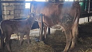 cüce satışı: Birinci qarına smentalın mələzidi 14 günlük süni mayalanmadan olan — 7