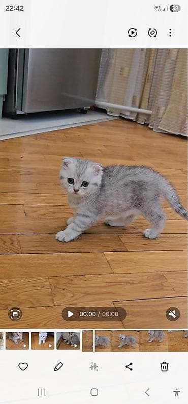 sirin pisik sekilleri: Britan yastı qulaq, Erkək, Dişi, Yaxşı əllərə, Ünvandan götürmə, Ödənişli çatdırılma — 2