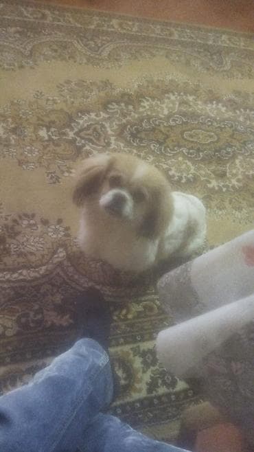 pitbul itler: Pekines — 1