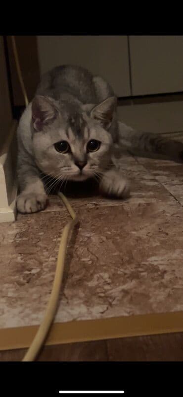 pişik əşyaları: Tabbi, Yaxşı əllərə — 1