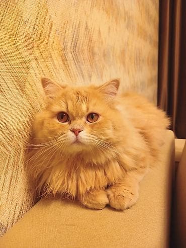 qarabag ati satilir: Gozel mehriban pisiy.Qum terbiyesi var sakitdir.Qisirlasdirilib 1 yasi — 2