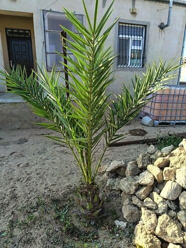 şam ağacı toxumu: Xurma ağacı satılır. Boyu 170sm
Ünvan: Bilgəh — 1