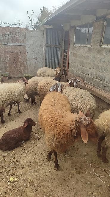 heyvan satisi: 7 Baş heyvandi. 4 ədəd yanibala ( 2erkek 2 dişi balalar) Bir Erkek qoç — 7