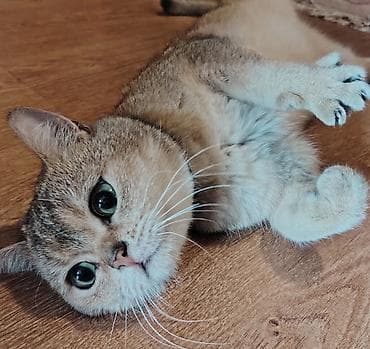 sari pisik: Qızıl şinşilla, Erkək, Cütləşmə üçün — 2