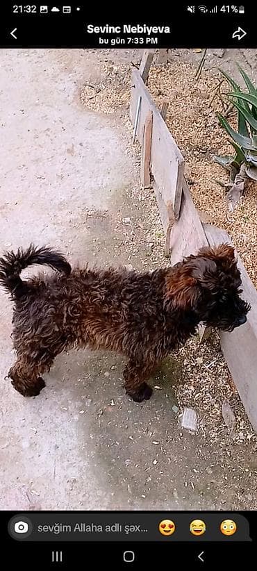 Gəmiricilər: Maltipu (qıvrım, qalın tüklü) - Rəng: tünd qəhvəyi/qara qarışıq — 1