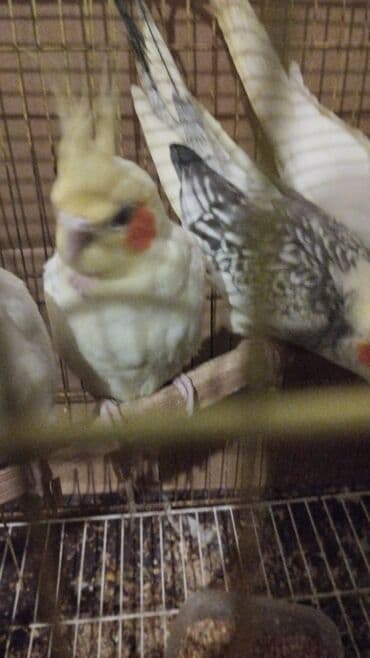 Great Wall: Başlıq: Aalbalı yanaqlı sarı nimfa tutuquşuları (Cockatiel) Məhsul — 2