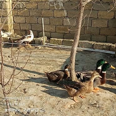 at qiyməti: Görduyunuz səsli ördəklər artiq bir neçəsi yumurtduyur Lal ördeklərin — 7