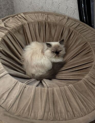 van pişiyi qiymeti: Fars, Dişi, Yaxşı əllərə, Ünvandan götürmə — 5