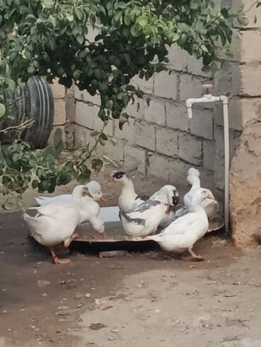 zumrud ordək: Məhsul: Ev quşları – ördəklər (qrup halında) Təsvir: - Şəkillərdə — 3