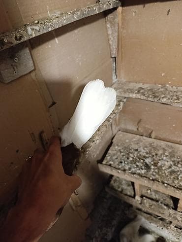 takla goyərcin: Qusdar göz qabaqinda sağlam qusdaridi cütü 25 manat tek tek qiymət — 6