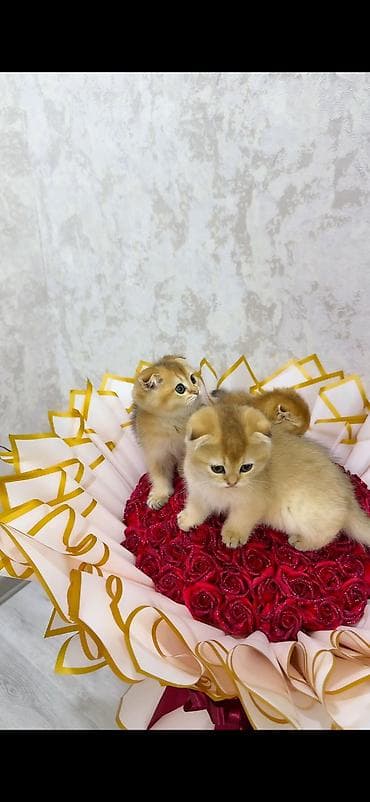 golden shinshilla: Britan, Yaxşı əllərə — 6