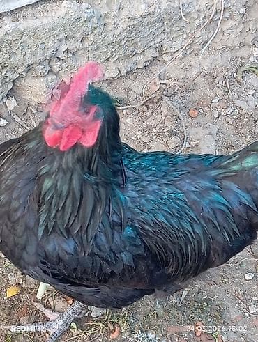 pitbull satilir: Cins xoruzlar – qara parıltılı 9 aylıq tam sağlam böyük ağır avstralop — 3