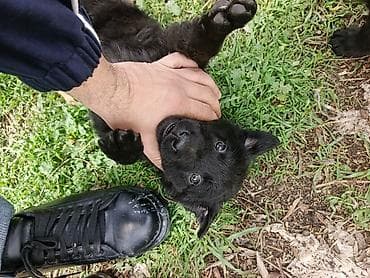 qartal şəkilləri: Balaca labrador ballari - Şəkillərdə bir neçə şirin balaca it balası — 4