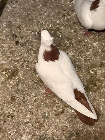 goyərcin pavlin: Qirmizi boyun abrez qirmizi quyruq bayil — 3