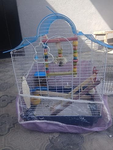Qəfəslər: Iki ədəd böyük qəfəs satılır biri 20 m bütün aksisuarlarıyla birlikdə — 2