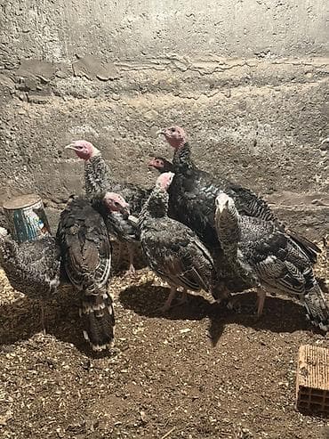 hinduska satilir: Salam hinduwkalar satilir 3 ayliq olar Qiymet 18 m ( 7 ededir )( — 4