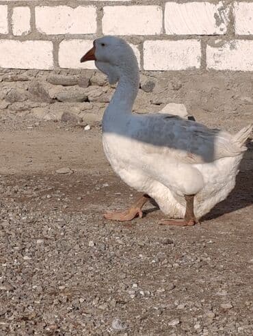 Gəmiricilər: Dişi, | Xolmogor, Damazlıq, Ödənişli çatdırılma — 4