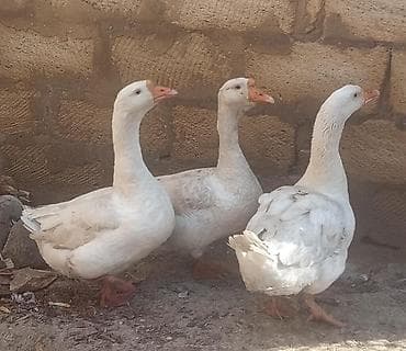 Ağ qazlar – 3 baş - Cins: ağ ev qazı (yerli) - Rəng: tam ağ lələk