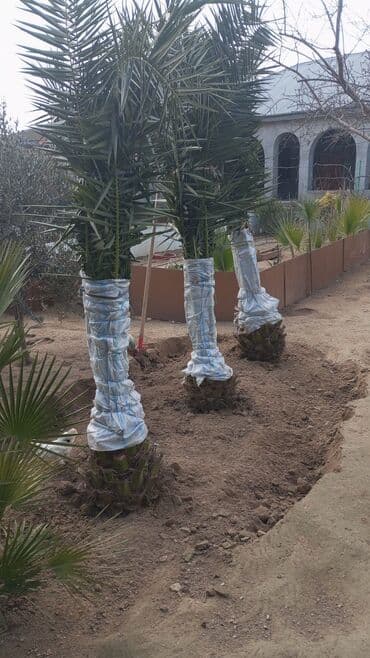 Букетные цветы: Finik palmaları — 4