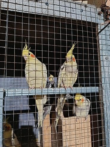 Попугаи: Nimfa (cockatiel) papuqayları – müxtəlif rənglər Məhsul təsviri: - — 8