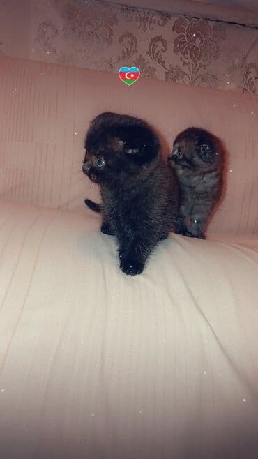 pişik bala: Şotland yastı qulaq — 3