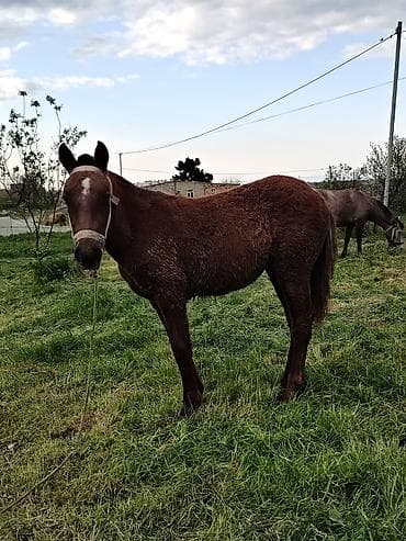Satılır: Qonur rəngli dayça real alıcıya razılaşma olacaq Atası anası