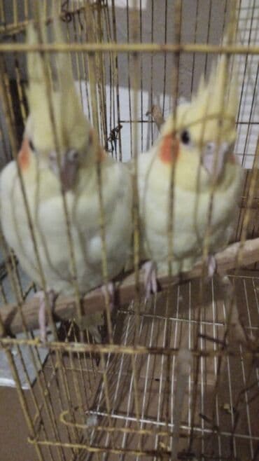 cuce qefes: Nymph paraketləri (Cockatiel) – sarı/kremsi rəngli, yanaqlarda narıncı — 2