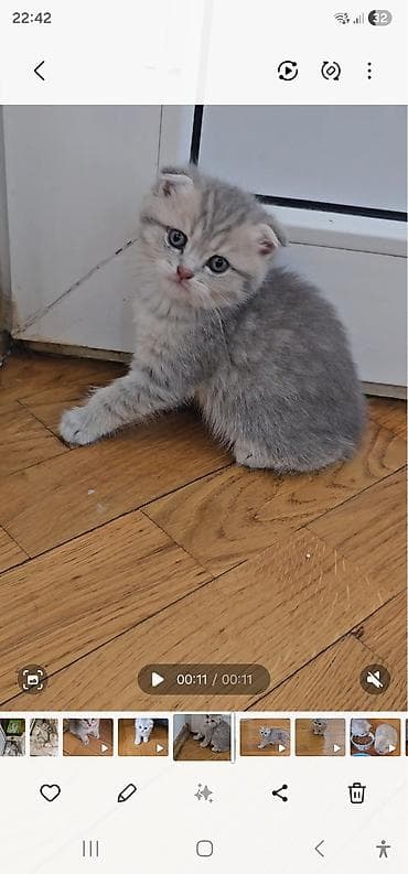 sirin pisik sekilleri: Britan yastı qulaq, Erkək, Dişi, Yaxşı əllərə, Ünvandan götürmə, Ödənişli çatdırılma — 1