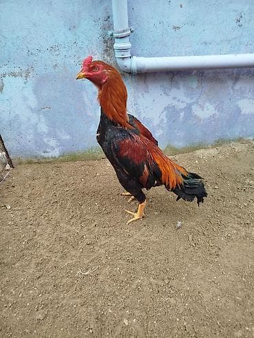 Səmiz, boyu uzun, sümüklü quruluşa sahib xoruz. Xüsusiyyətlər: - Cins