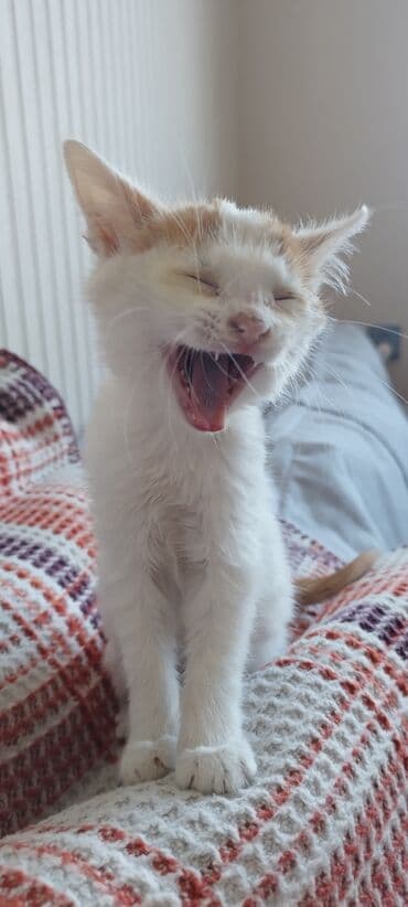 munchkin pişik: Котенок, 1.5 месяца, мальчик, глаза голубые, белый с рыжими — 6