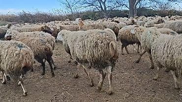 Грызуны: Самка, лет: 1, 50 кг, Для разведения, Самовывоз — 9