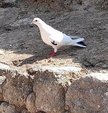 sevgi qusu: Tutulma orta qara quyrug erkey gedim gedimdedi unvan suraxani — 3