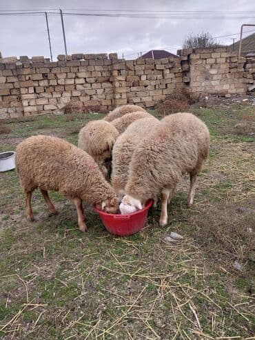qoyun şəkli: 6 bas erkek qucu kom hamisi bir yerde 1700 unvan baki elaqe nomresi — 5