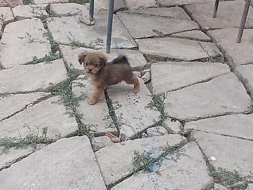 Bu Küçüylər satılır erkəy dişidi biri 100m Dan