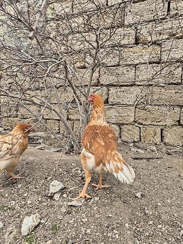 Heyvanlar üçün mallar: Toyuq, Yumurtalıq, Ünvandan götürmə — 5