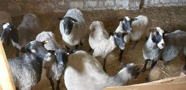 Kənd təsərrüfatı quşları: Qarabağ növlü qoyunlar satılır – sürü halında. - Rəng: boz-gümüşü — 1