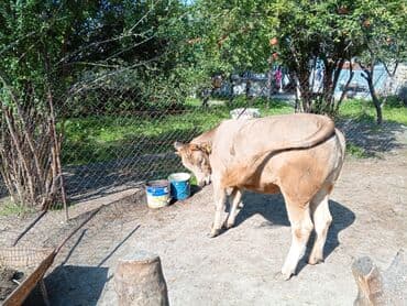 sudluk inekler satışı: Məhsul: Dana (erkək) Təsvir: - Şəkillərdə görünən sağlam, ətlik — 7
