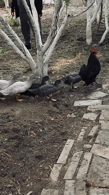danisan quslar: Muscovy ördək balaları (barbariska) – təsərrüfatda böyüdülmüş, aktiv — 6